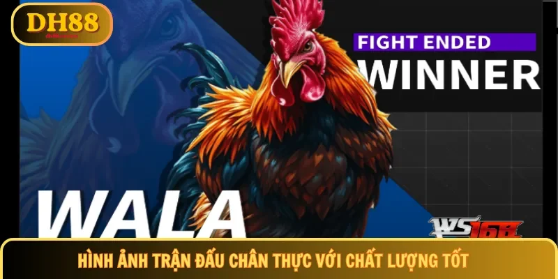 Hình ảnh trận đấu chân thực với chất lượng tốt